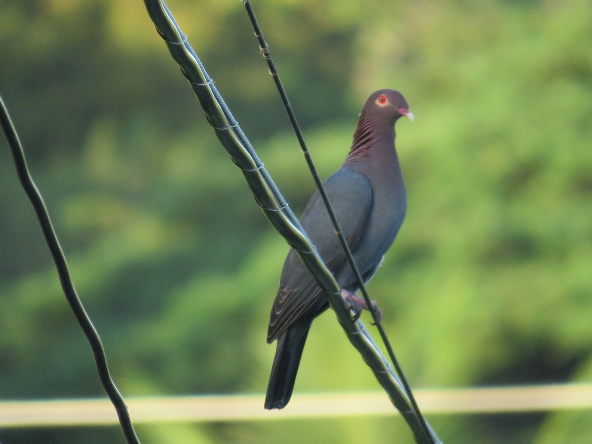 Scaly-naped Pigeon - ML612412864
