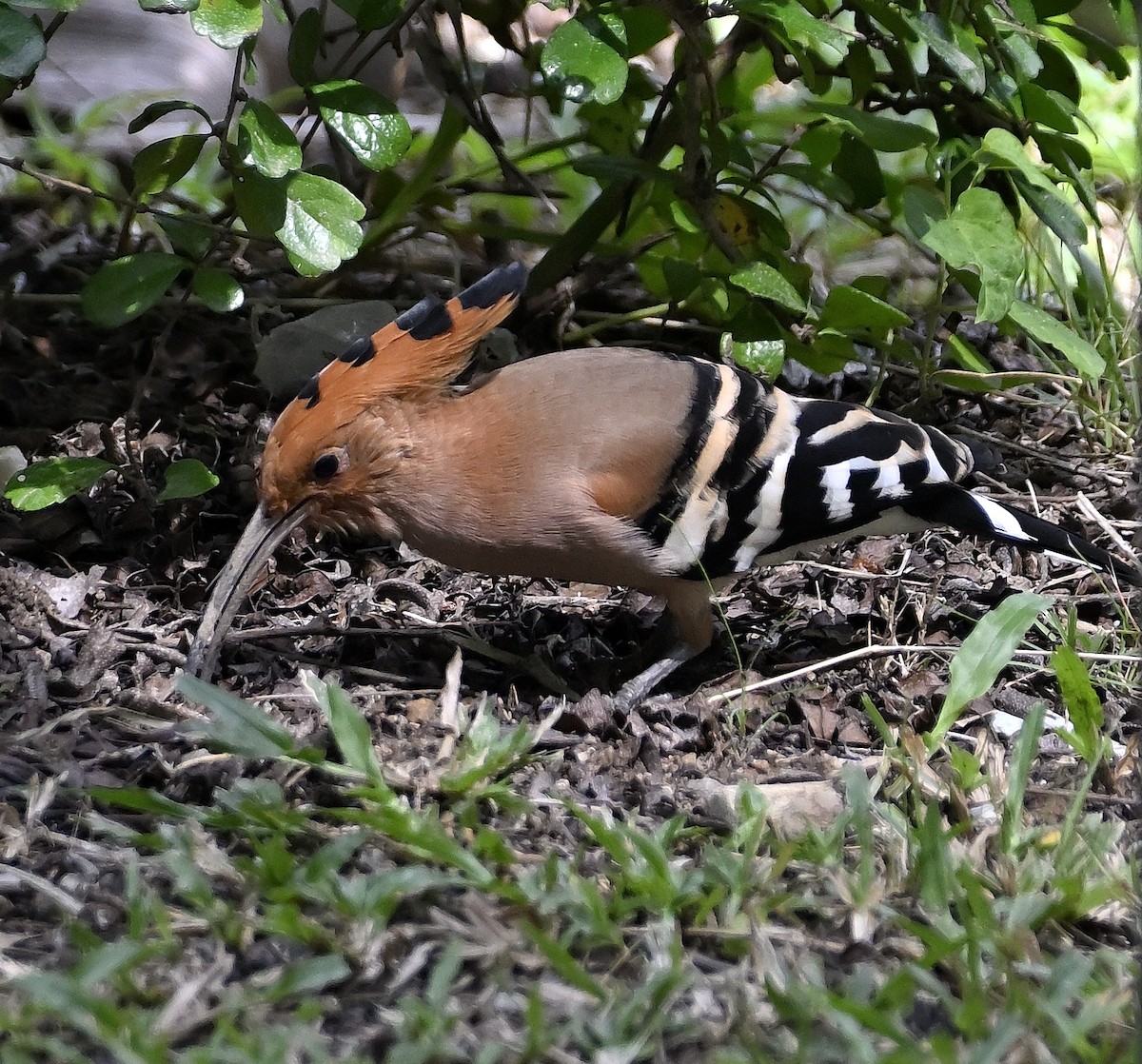 Eurasian Hoopoe - ML612412887