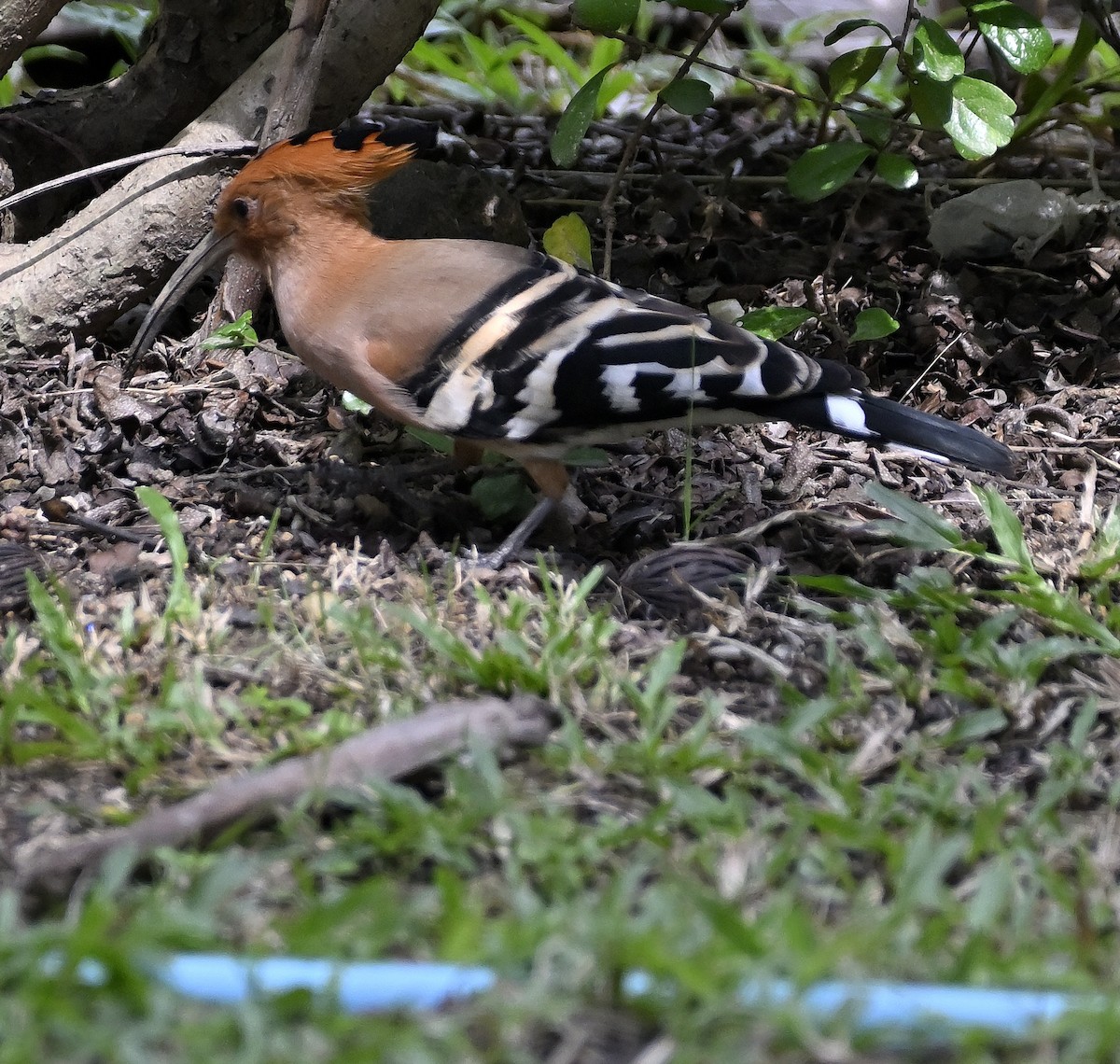 Eurasian Hoopoe - Ken pennhillman