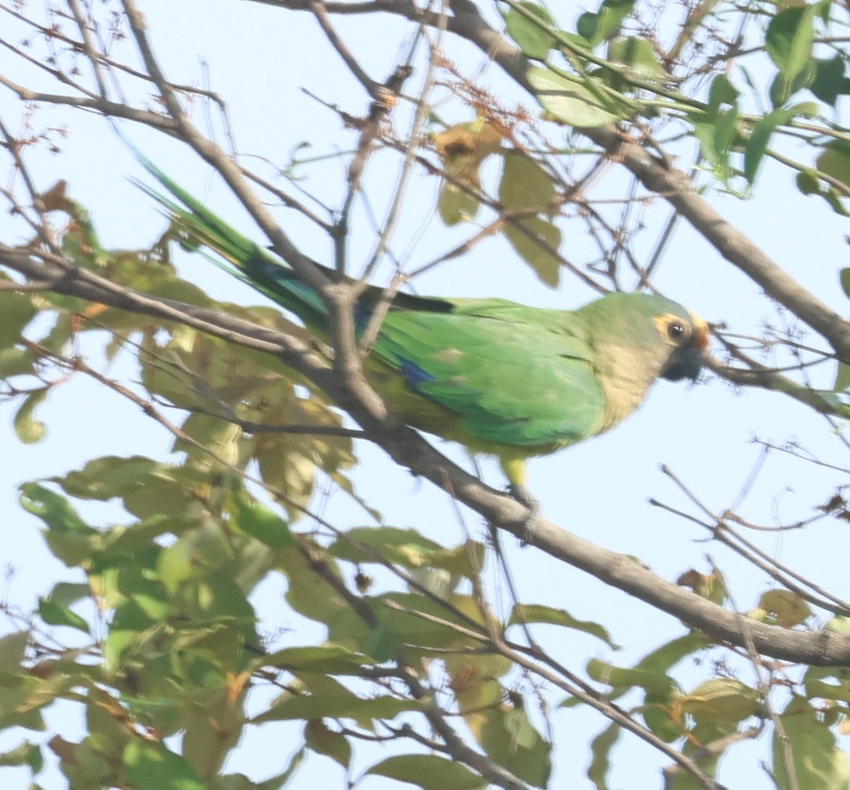 Aratinga Frentidorada - ML612413007