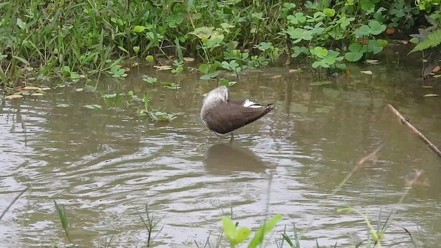 Green Sandpiper - ML612413102