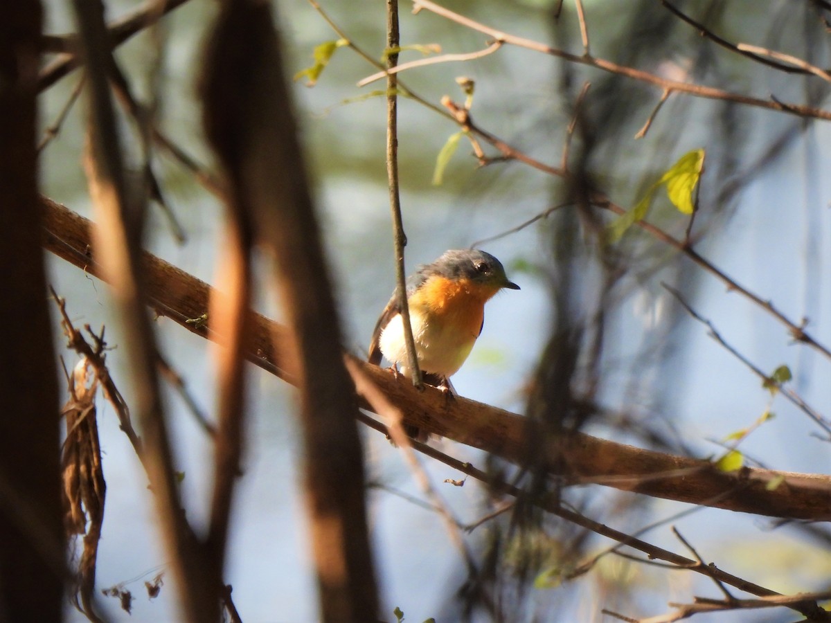 Tickell's Blue Flycatcher - ML612413114