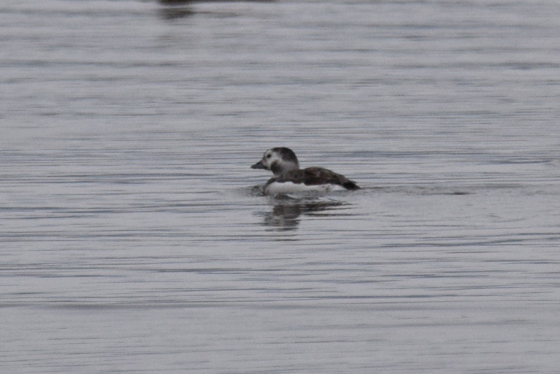 Long-tailed Duck - ML612413133