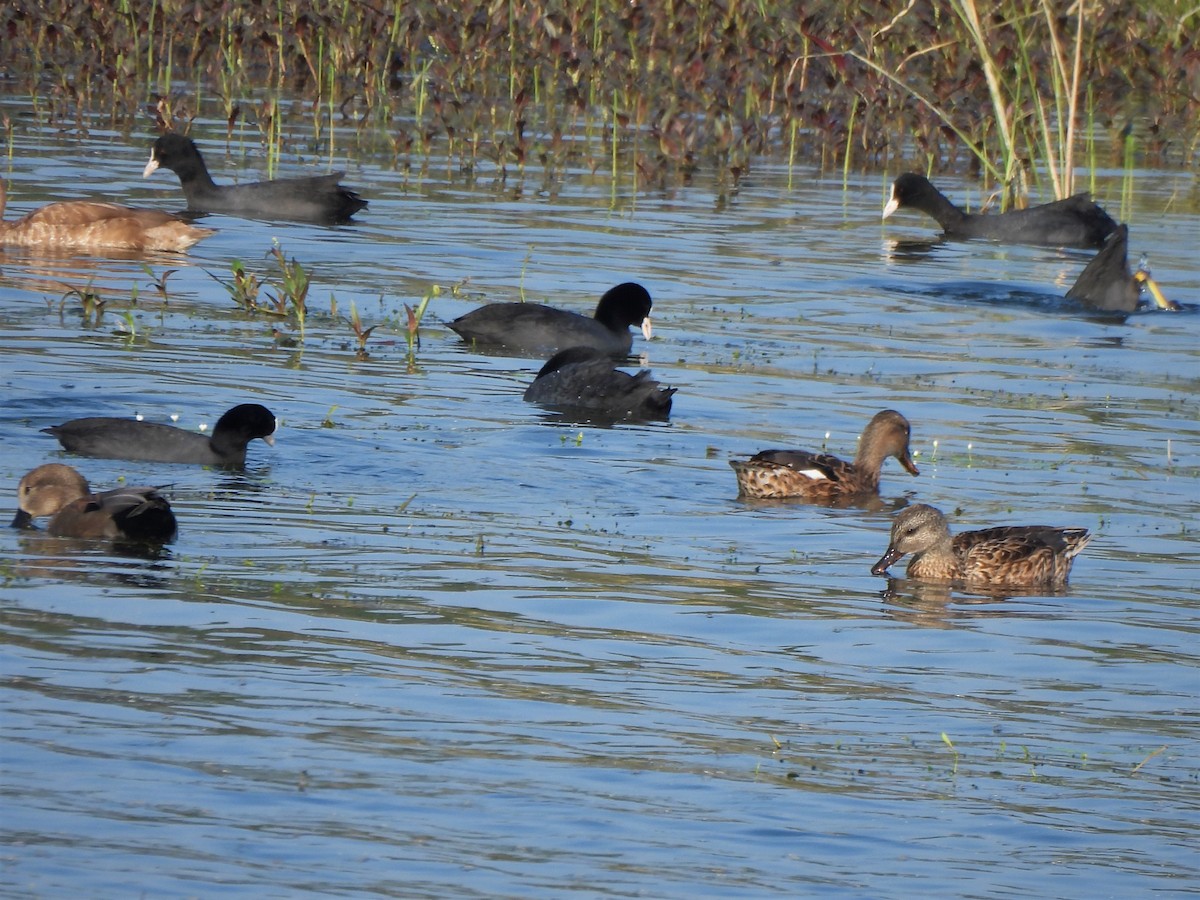 Gadwall - ML612413167