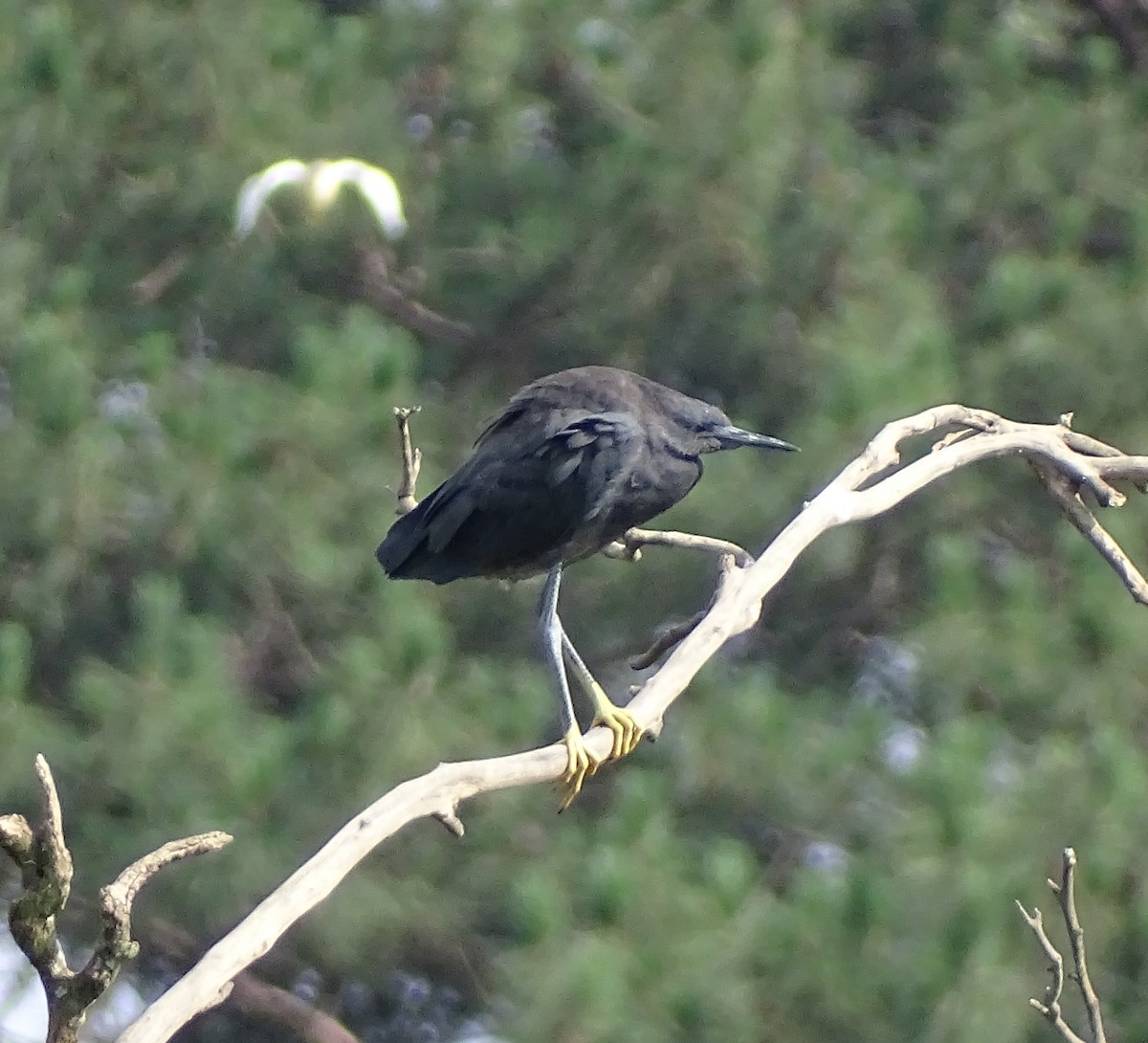 Black Heron - ML612413220