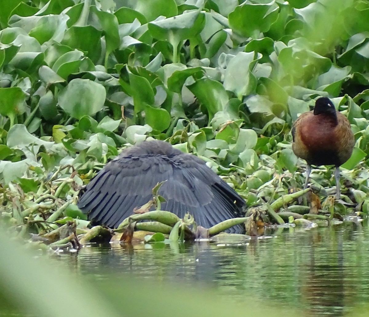 Black Heron - ML612413222