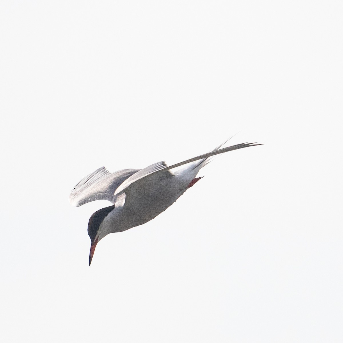 Common Tern - ML612413249