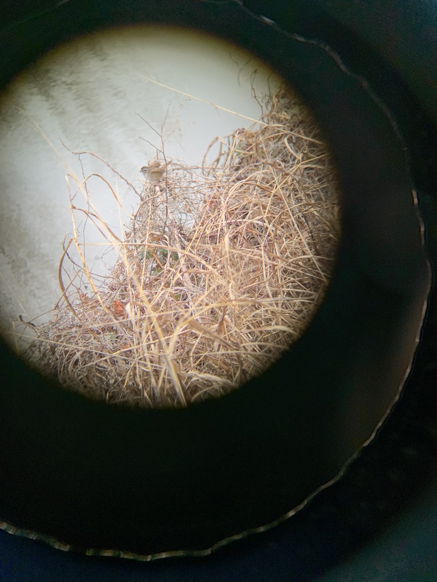 Swamp Sparrow - ML612413296