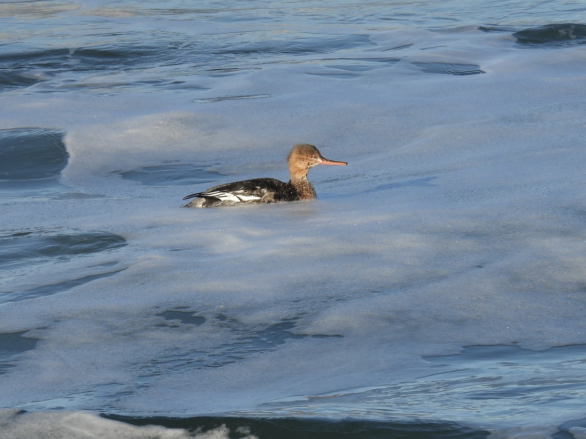 Red-breasted Merganser - Lalla Pudewell