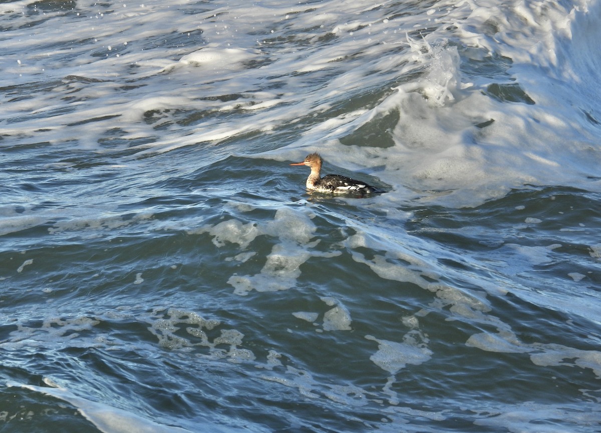 Red-breasted Merganser - Lalla Pudewell