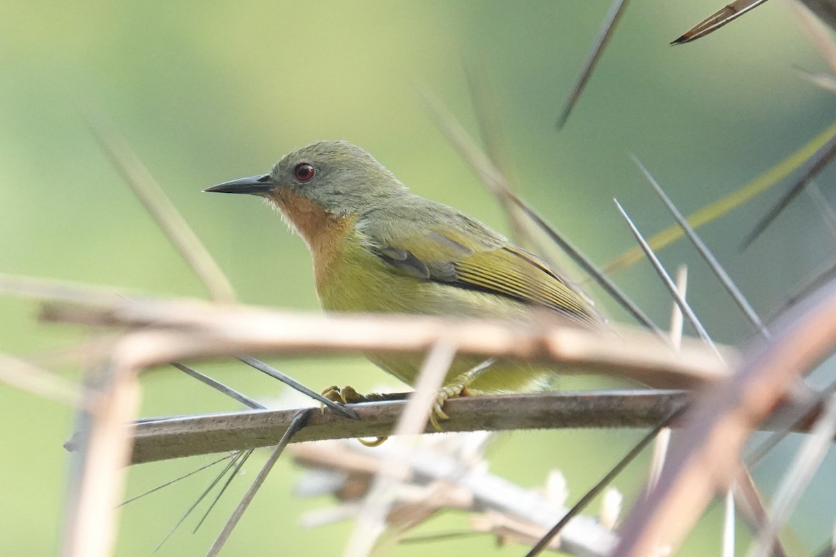 Ruby-cheeked Sunbird - Steve Kornfeld