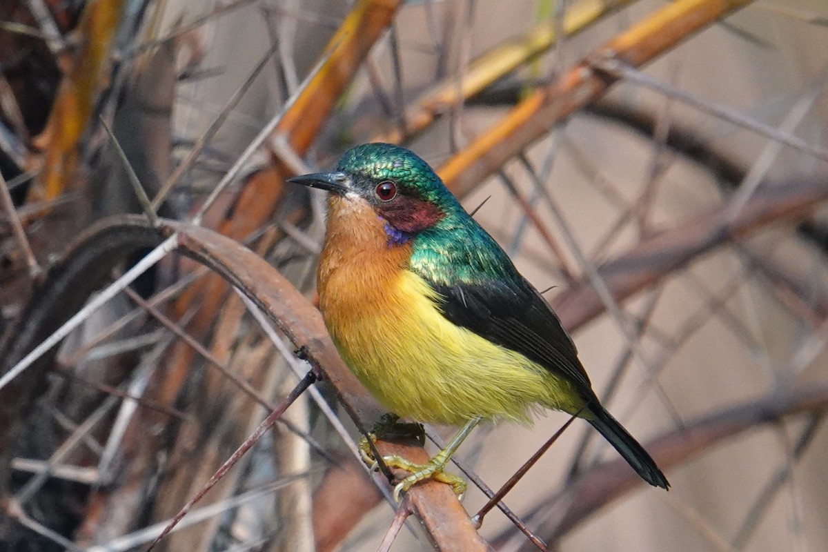 Ruby-cheeked Sunbird - ML612413349