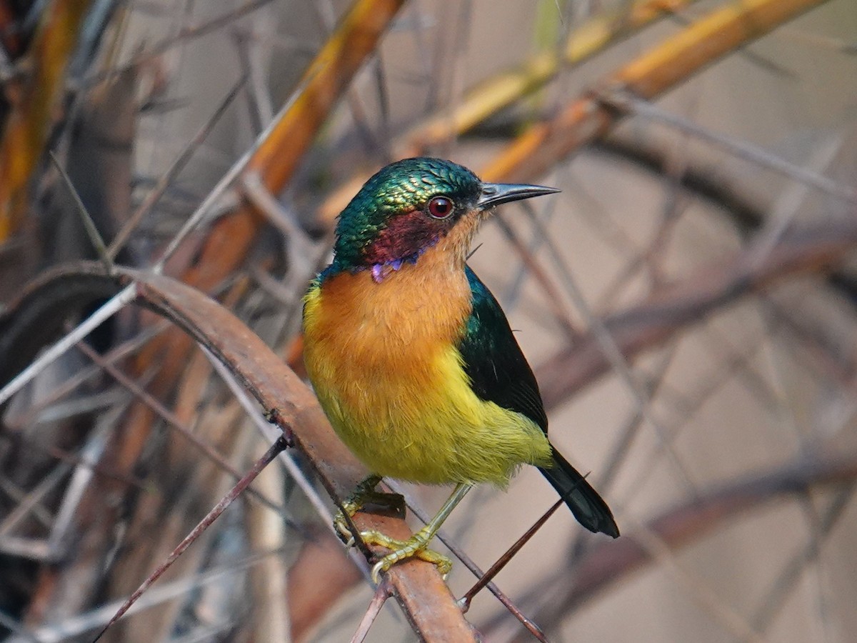 Ruby-cheeked Sunbird - ML612413356