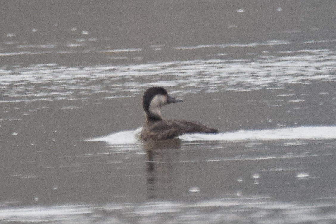 Common Scoter - ML612413358