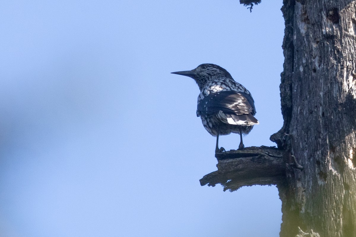 Kashmir Nutcracker - Samanvitha Rao