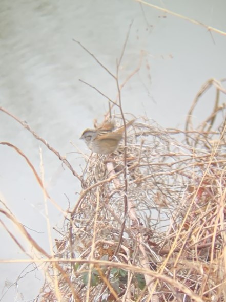 Swamp Sparrow - ML612413379