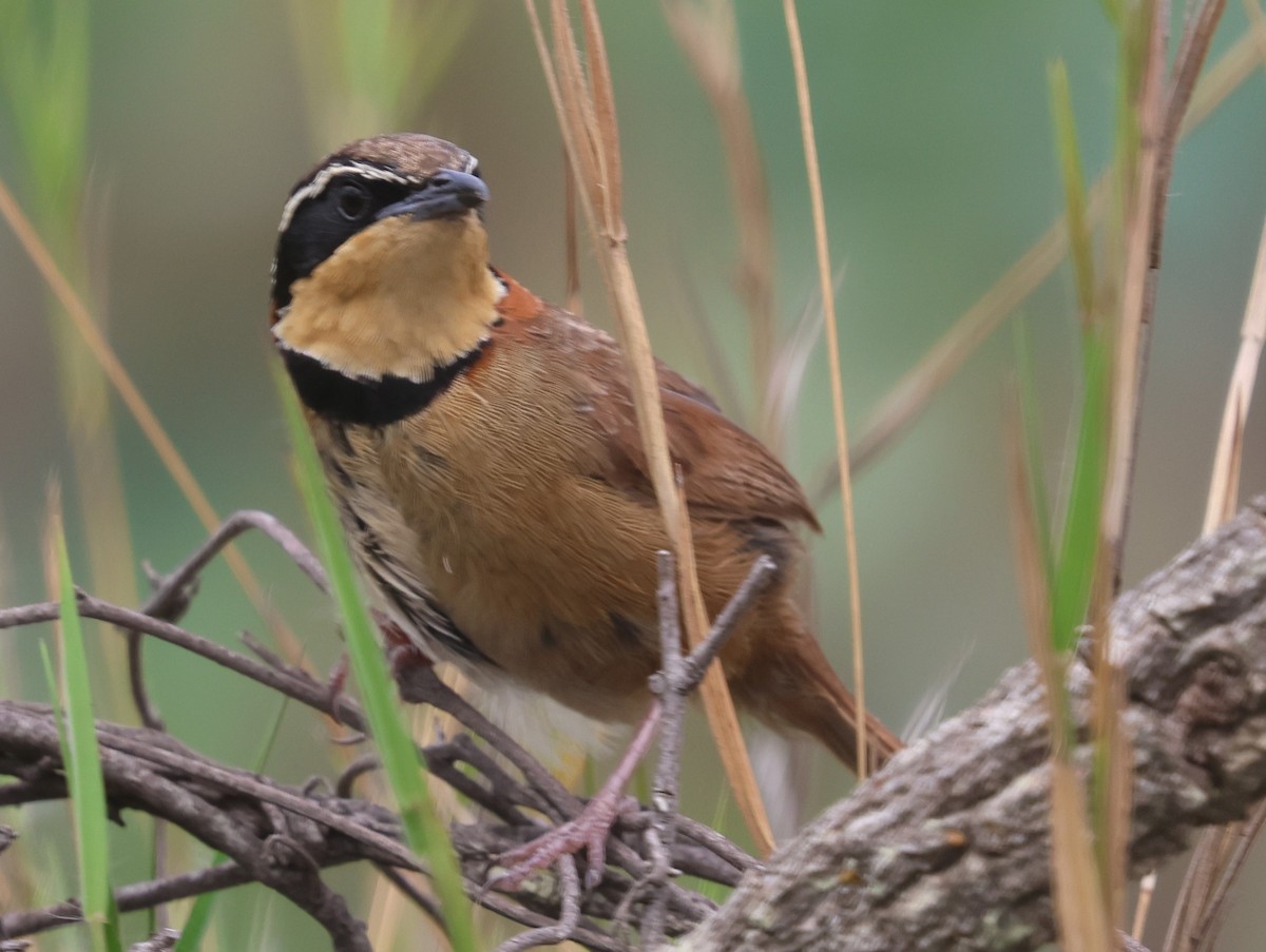 Rotnacken-Bandvogel - ML612413445