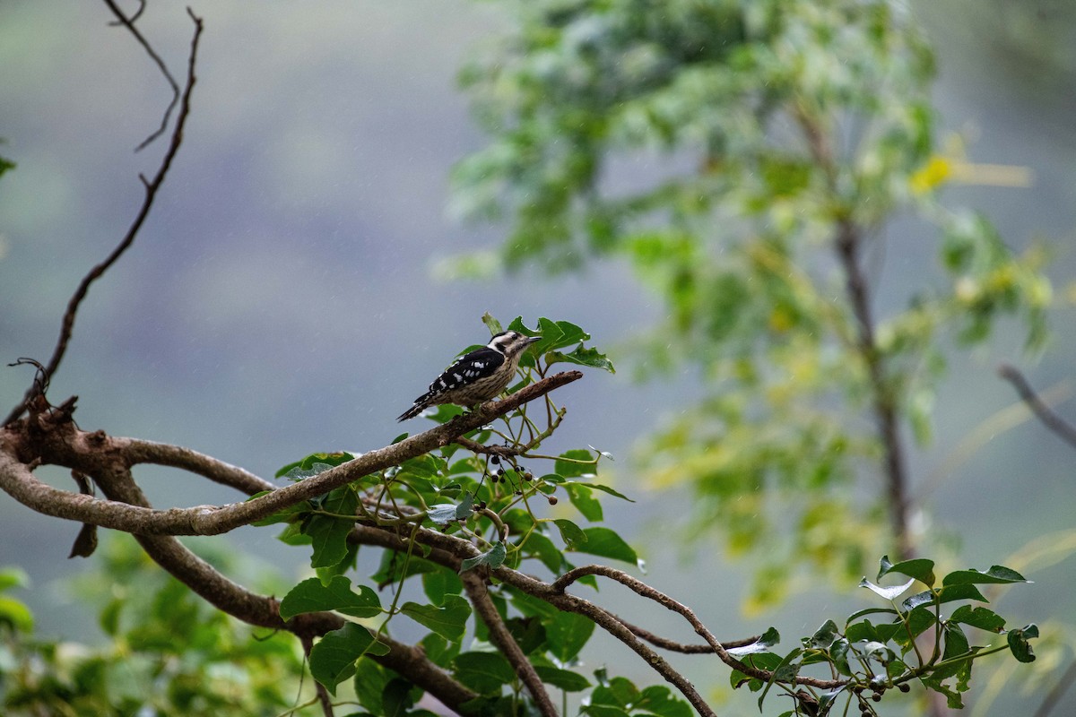 Gray-capped Pygmy Woodpecker - Isolith Huang