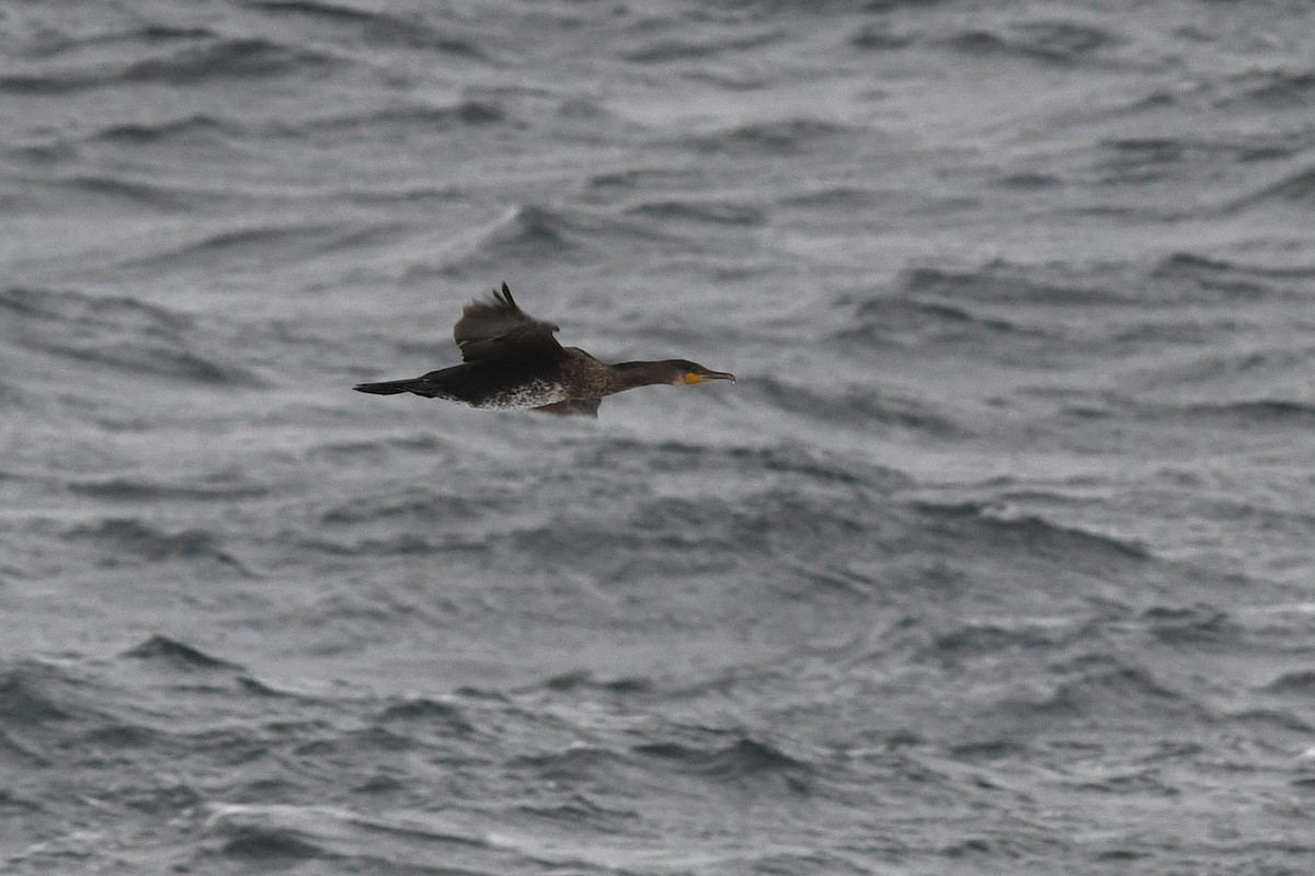 Great Cormorant - ML612413466