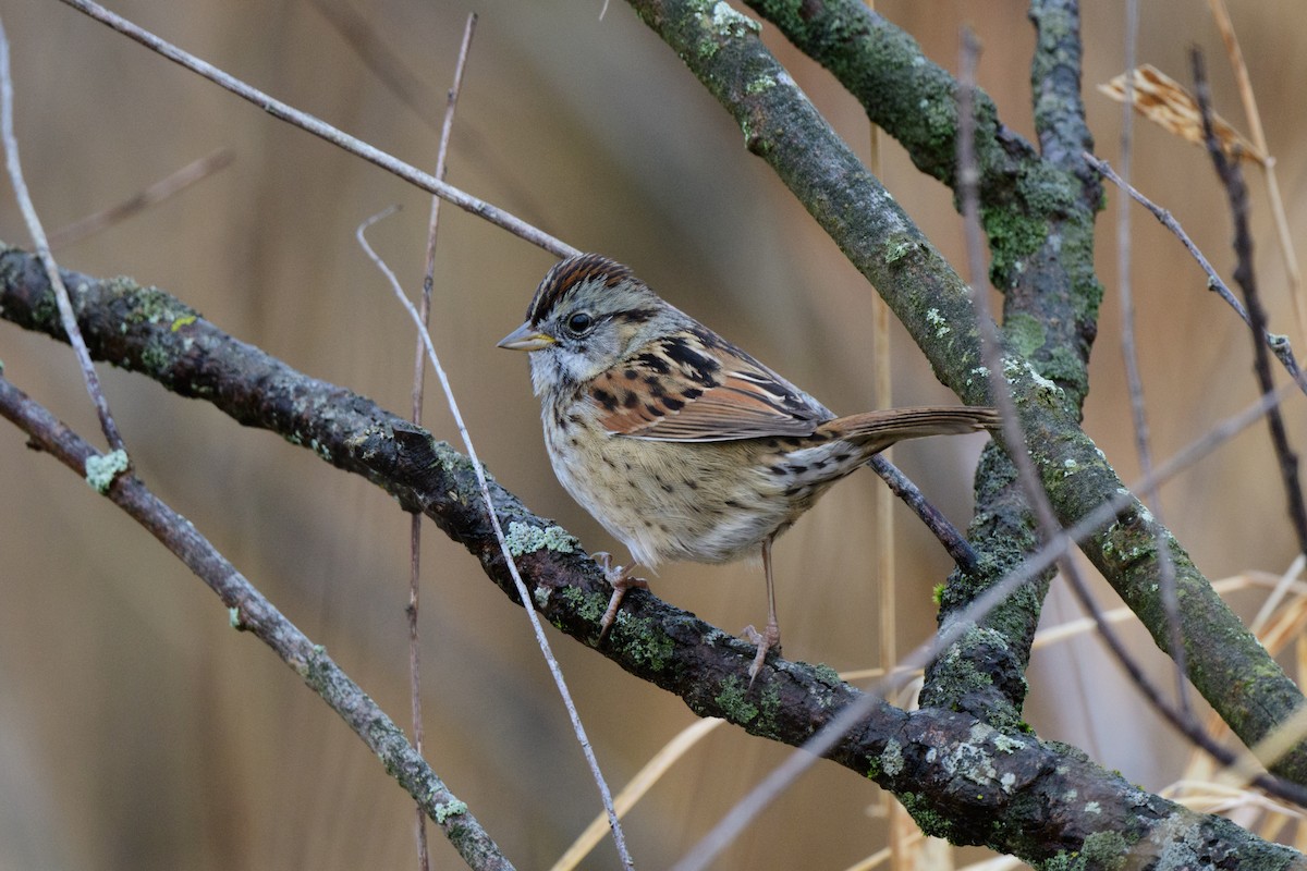 Swamp Sparrow - ML612413479