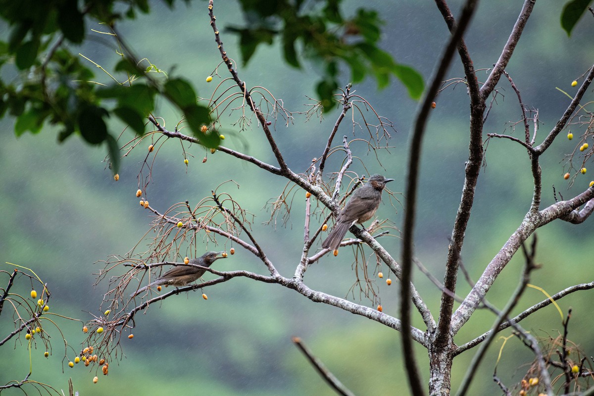 Bulbul à oreillons bruns - ML612413483