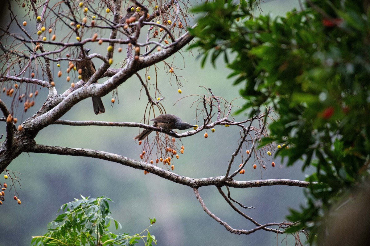 Brown-eared Bulbul - Isolith Huang