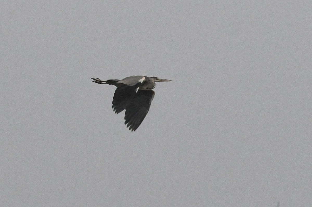 Gray Heron - David M. Bell