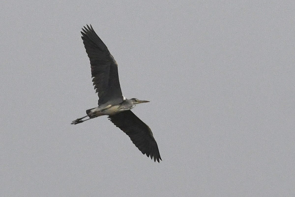 Gray Heron - ML612413498