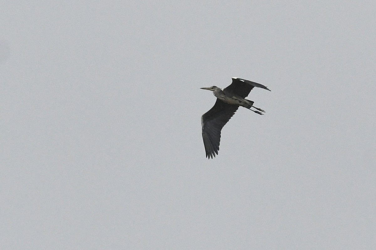 Gray Heron - ML612413501