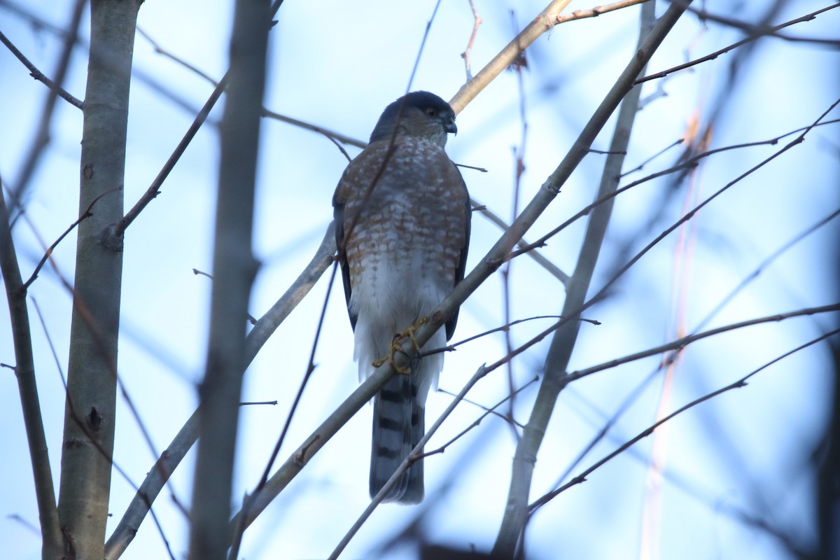 Sharp-shinned Hawk - ML612413566