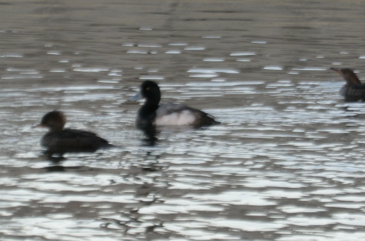 Greater Scaup - ML612413631