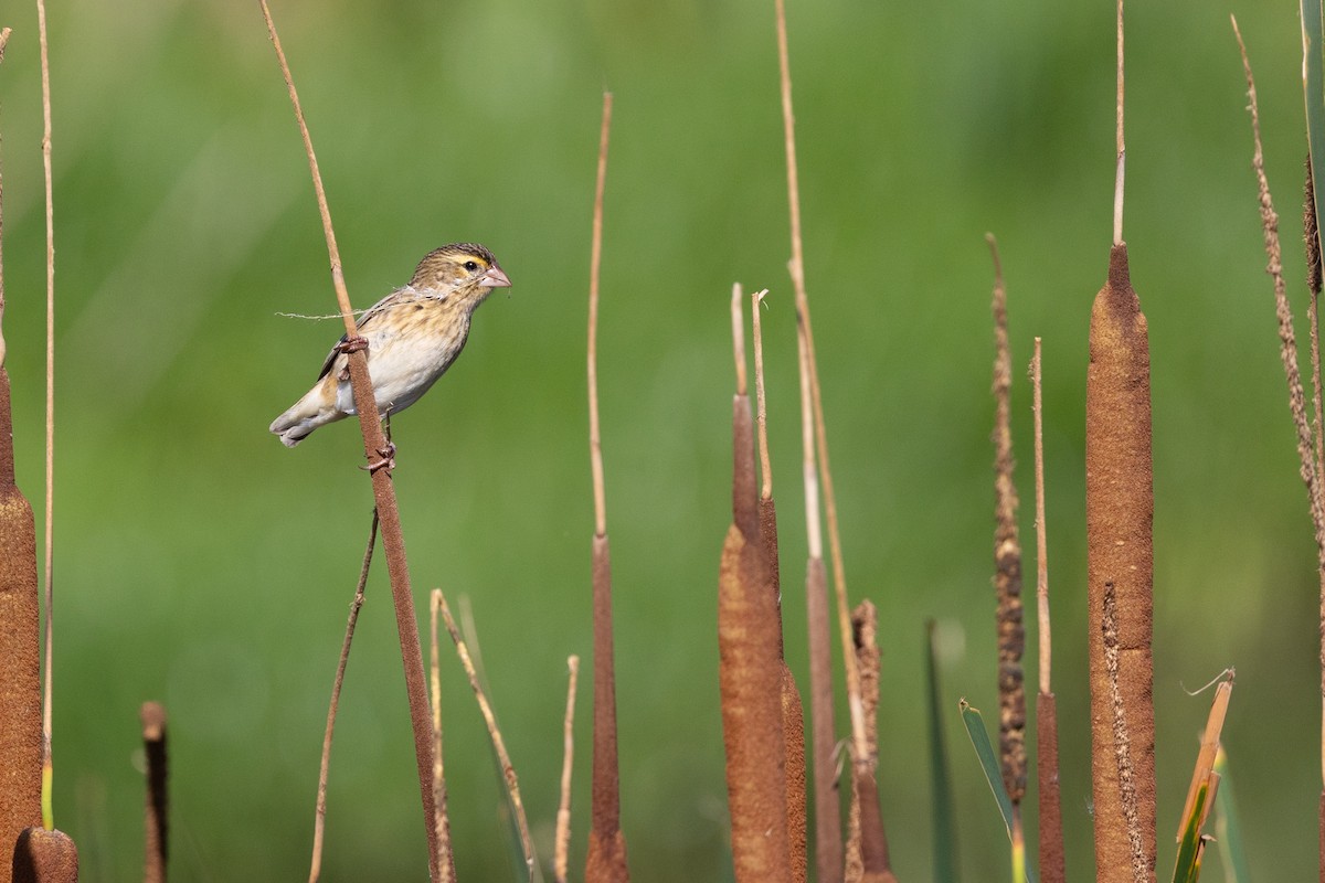 Southern Red Bishop - Michael Buckham