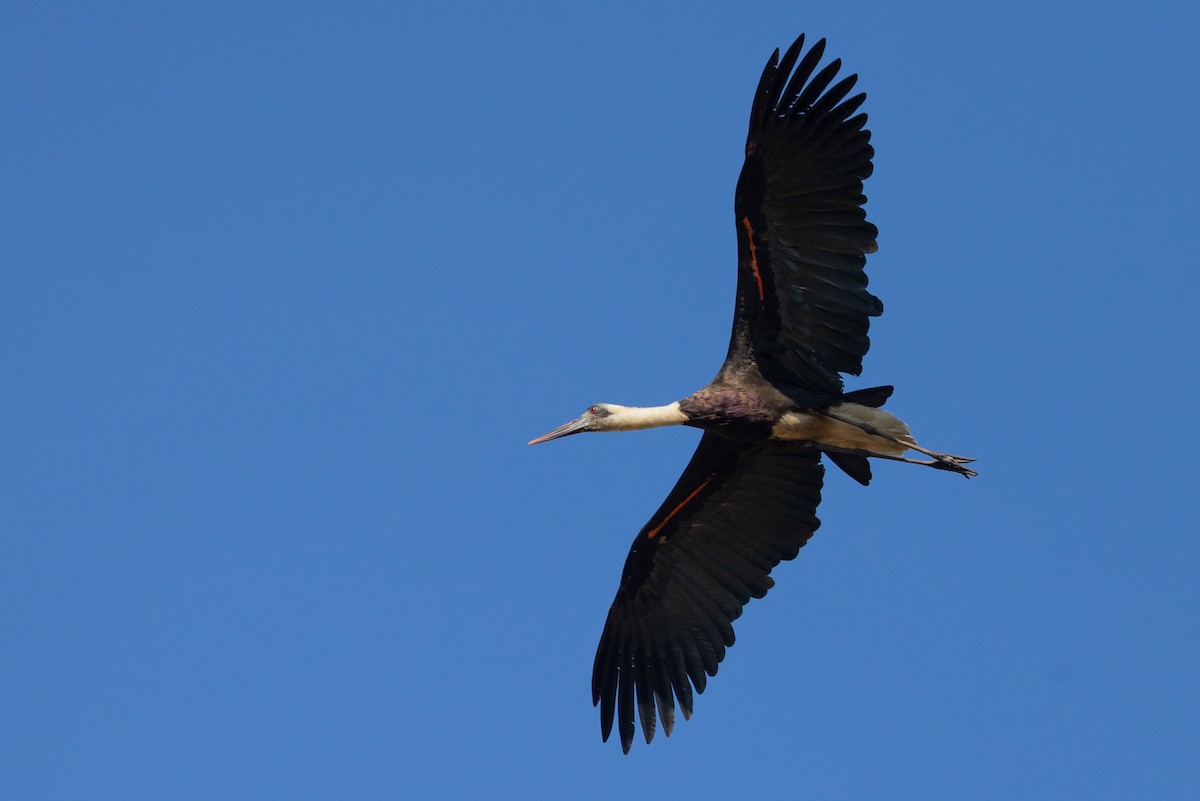 African Woolly-necked Stork - Michael Buckham