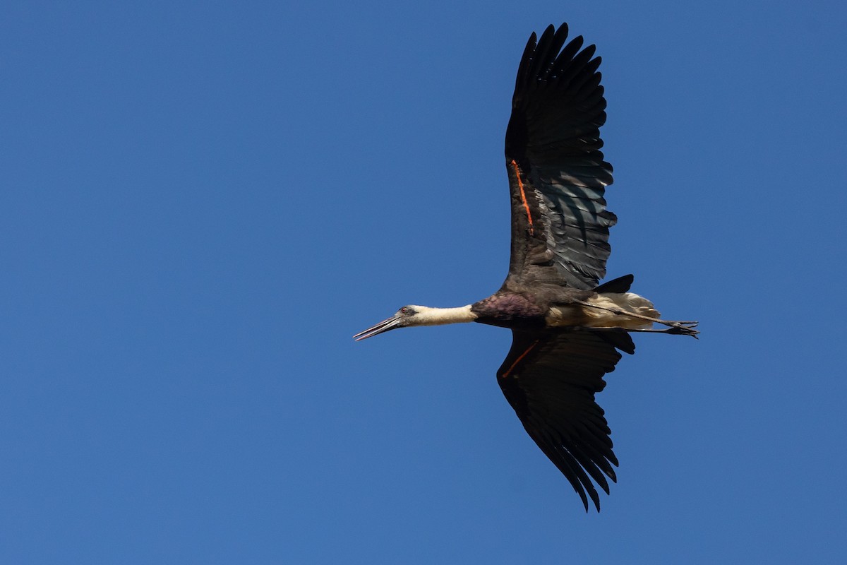 African Woolly-necked Stork - Michael Buckham