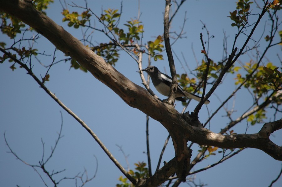 Oriental Magpie-Robin - ML612413772