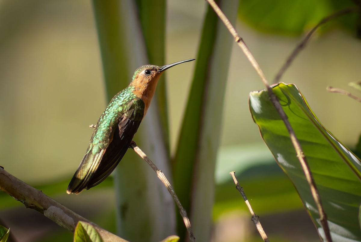 kolibřík pestroocasý - ML612413781