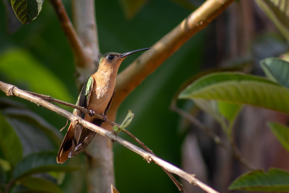 kolibřík pestroocasý - ML612413782