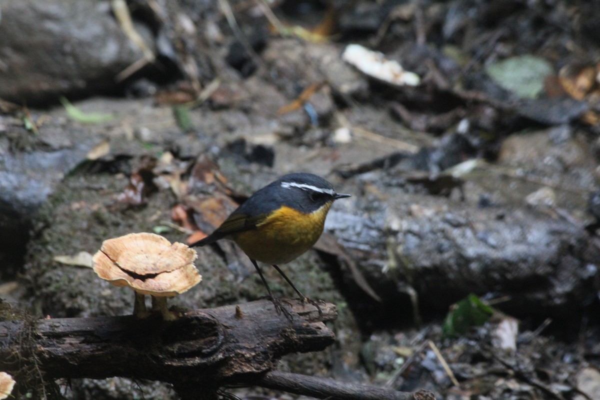 Robin à sourcils blancs - ML612413812