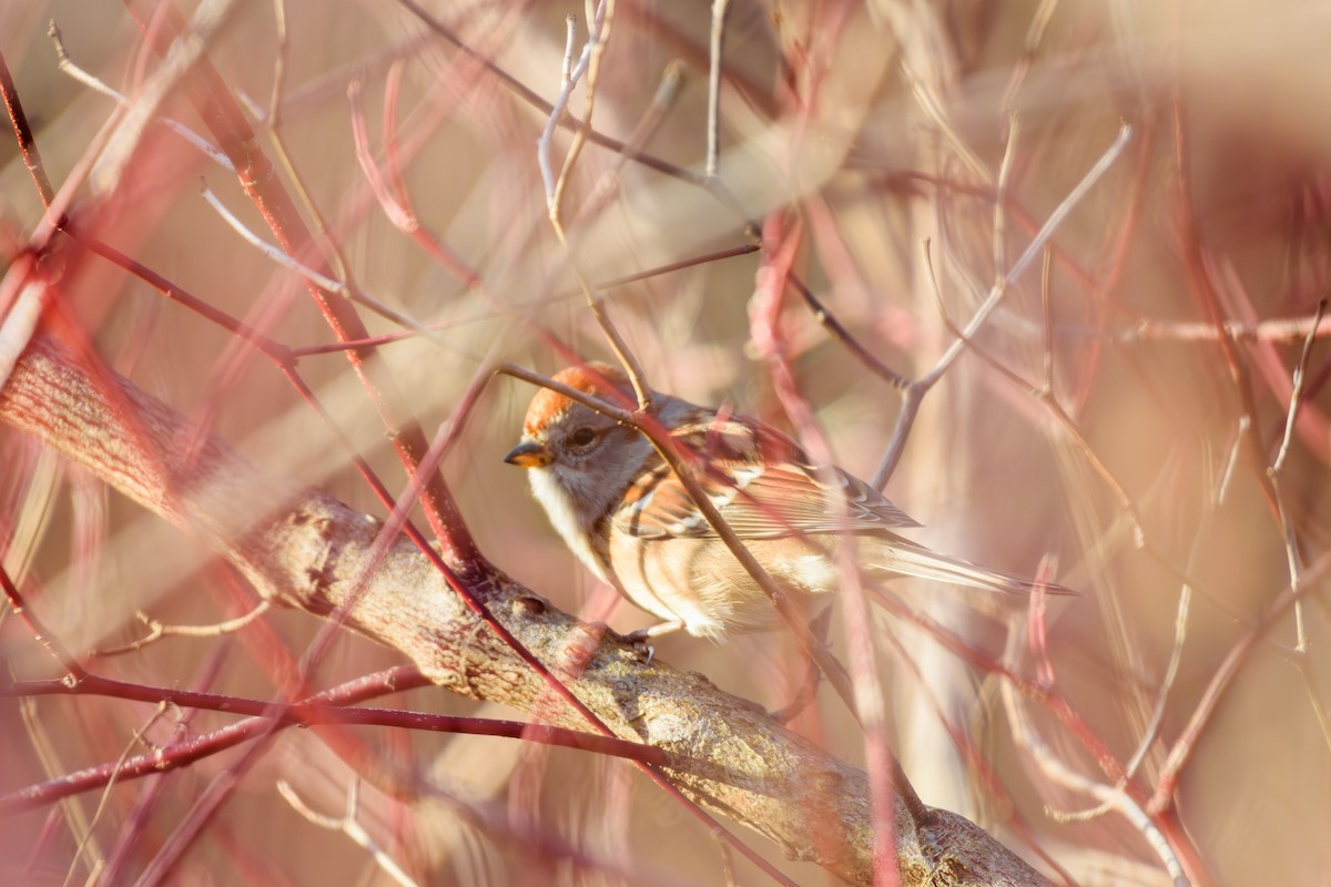 American Tree Sparrow - ML612413845