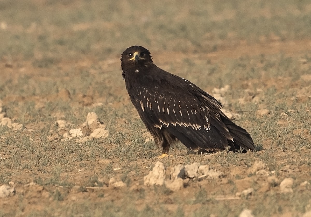 Greater Spotted Eagle - ML612413882