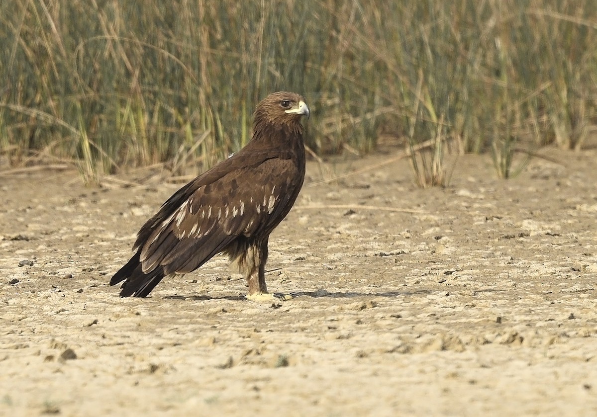 Greater Spotted Eagle - ML612413886