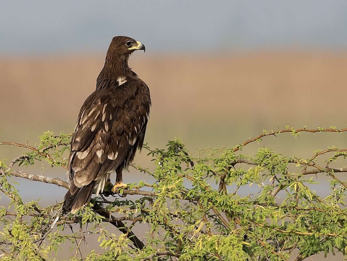 Greater Spotted Eagle - ML612413888