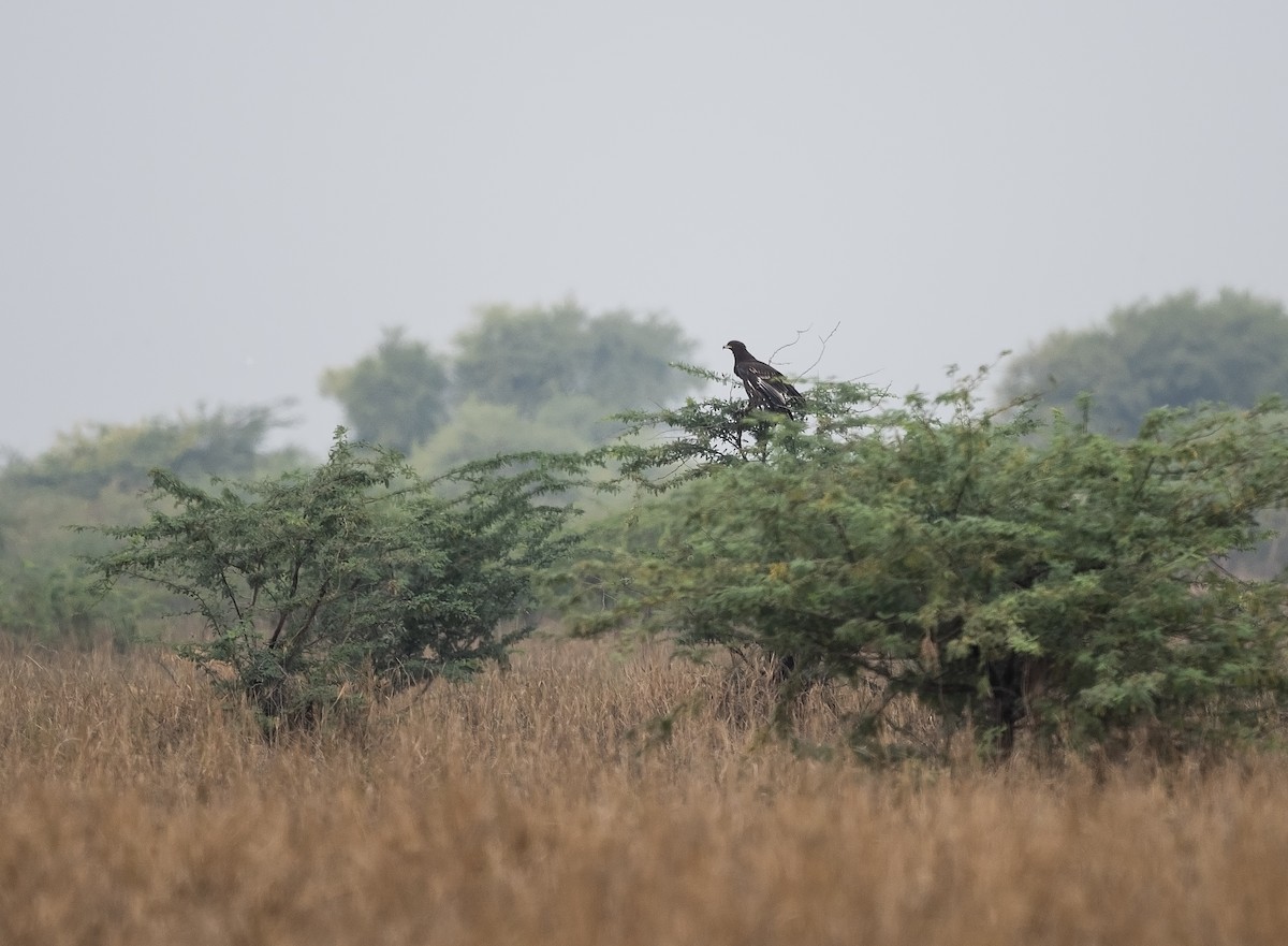 Greater Spotted Eagle - jaysukh parekh Suman