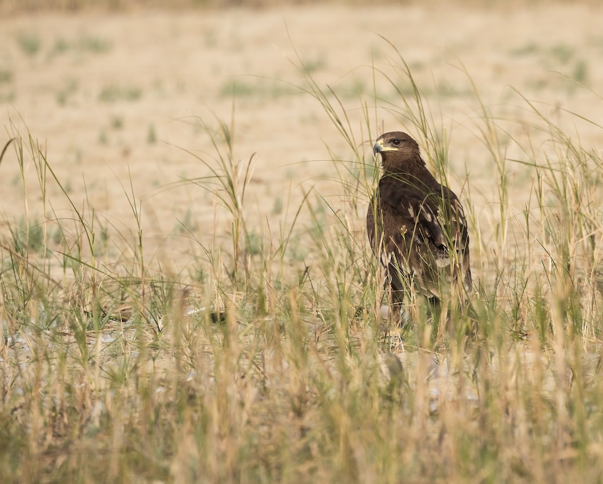 Greater Spotted Eagle - ML612413891