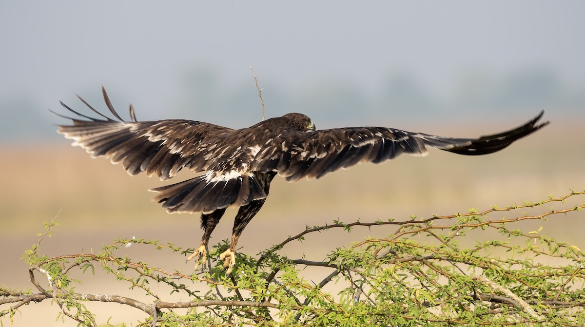 Greater Spotted Eagle - ML612413892