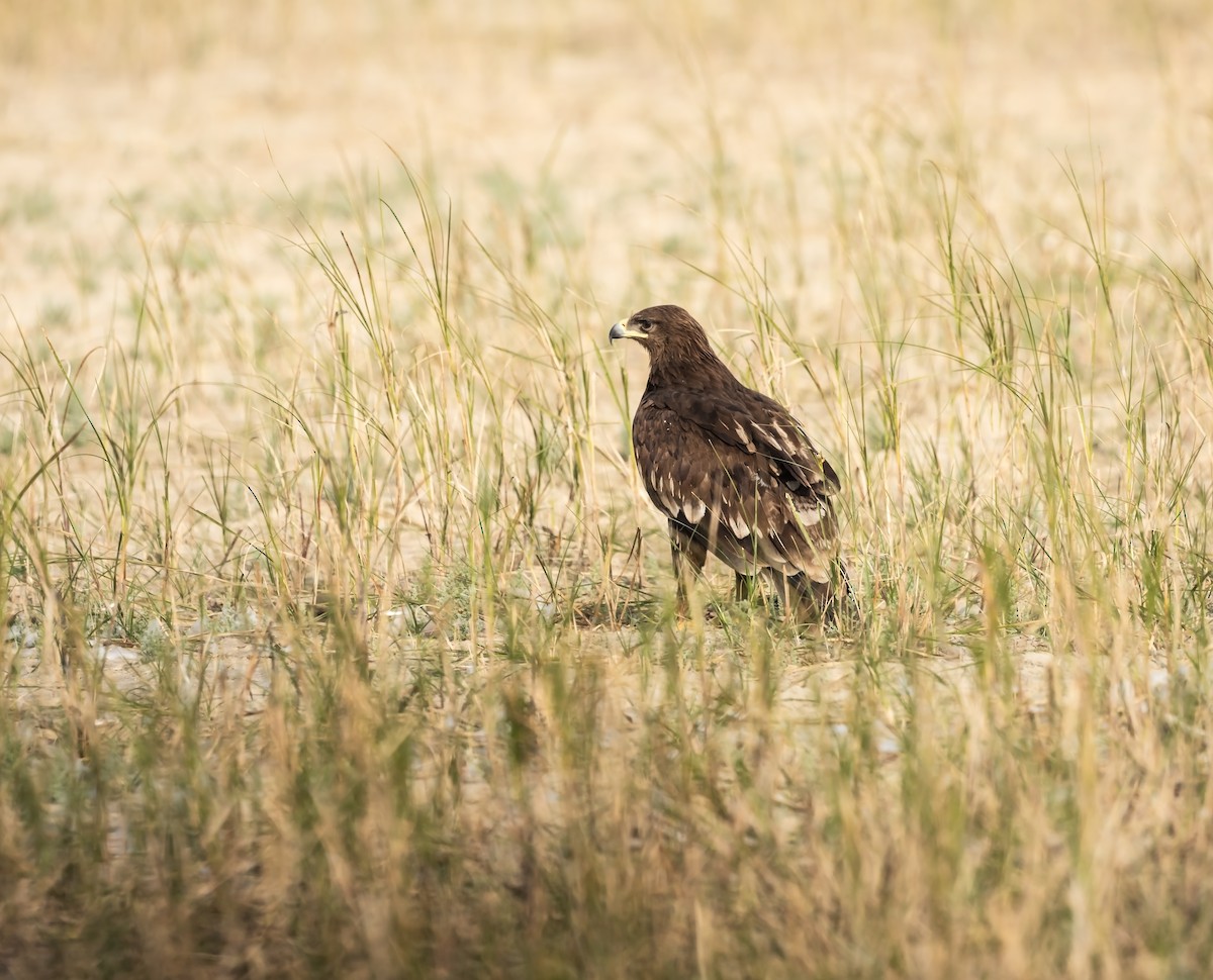 Greater Spotted Eagle - ML612413893