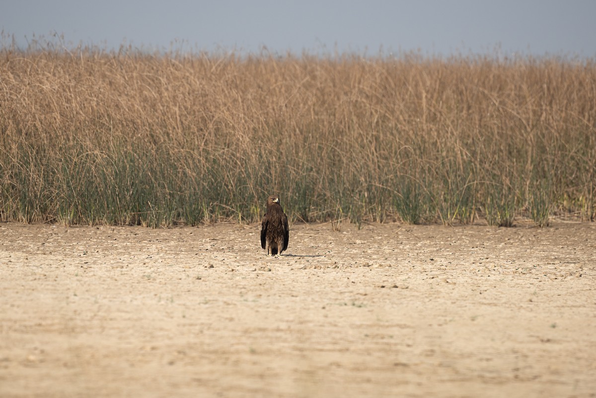 Greater Spotted Eagle - ML612413895