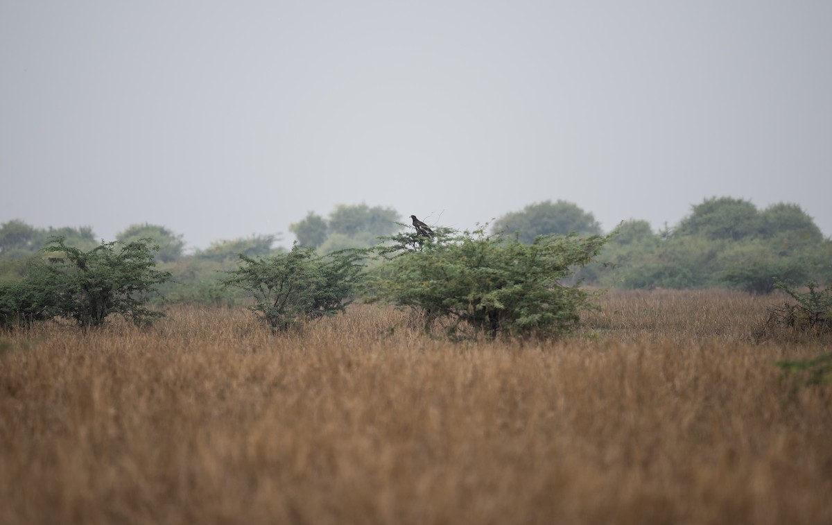 Greater Spotted Eagle - ML612413896