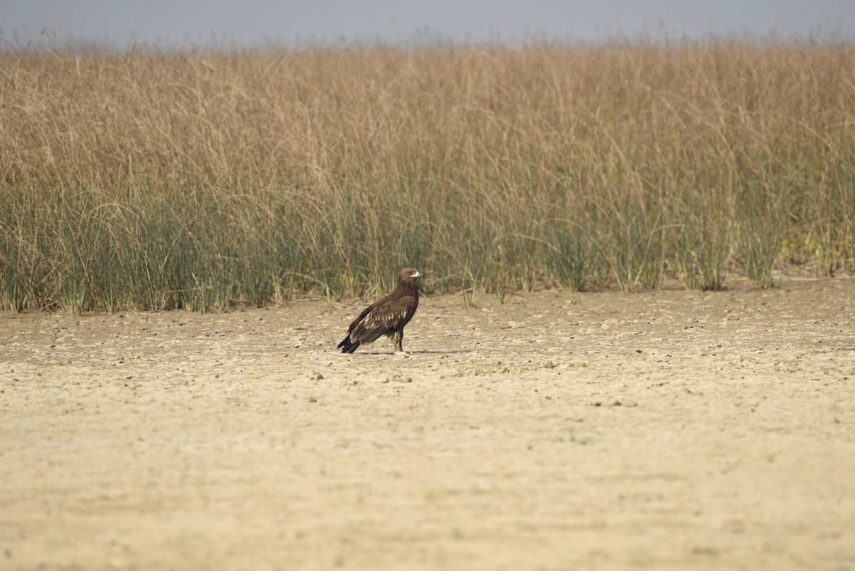 Greater Spotted Eagle - ML612413897