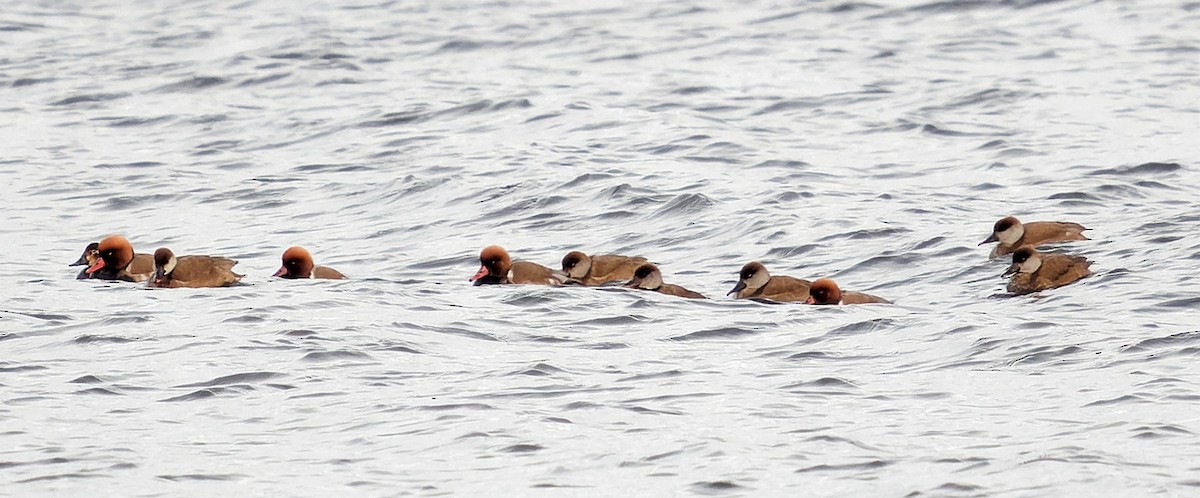 Red-crested Pochard - ML612413918